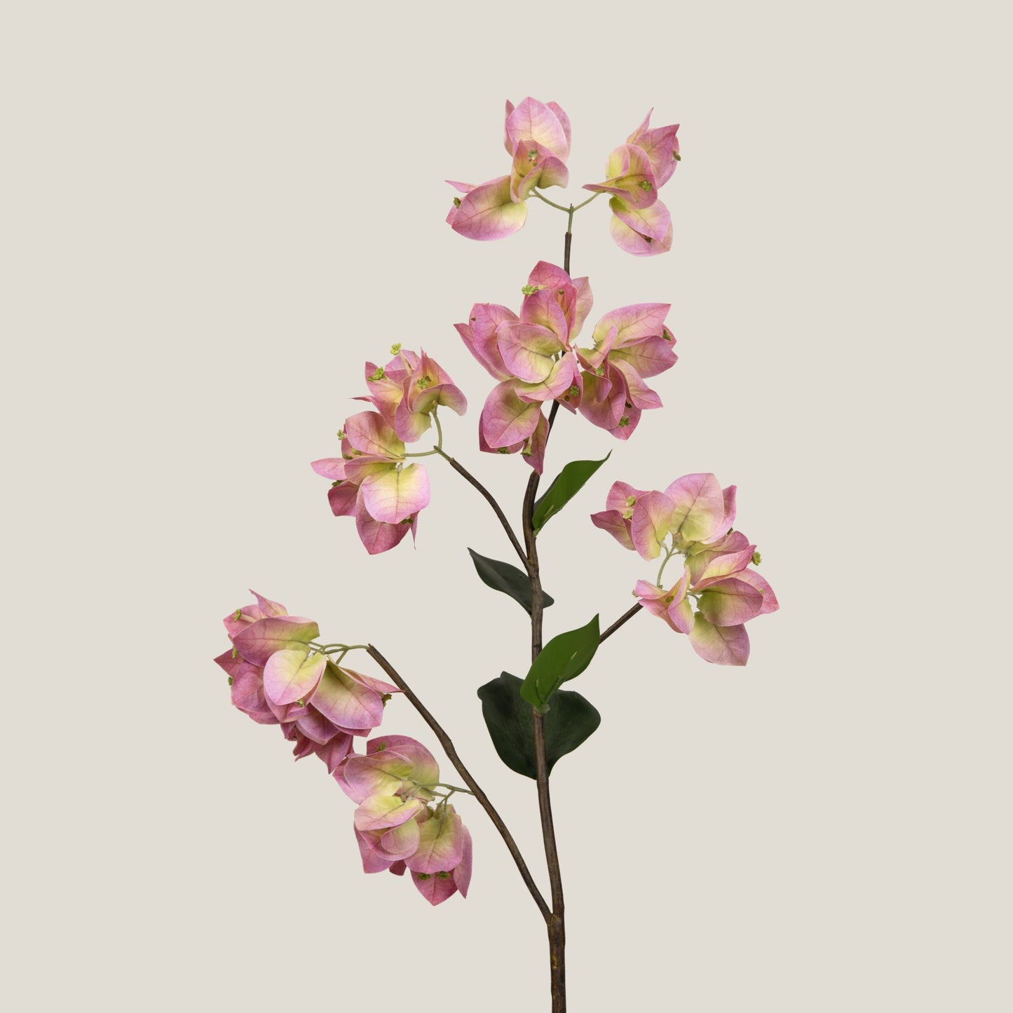 Pink Queen Bougainvillea Flower