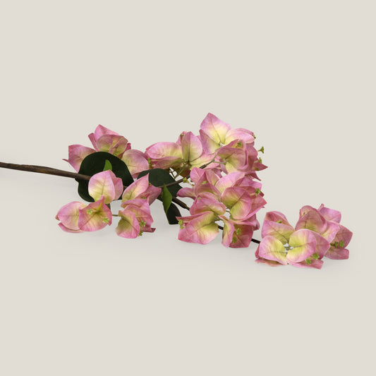 Pink Queen Bougainvillea Flower