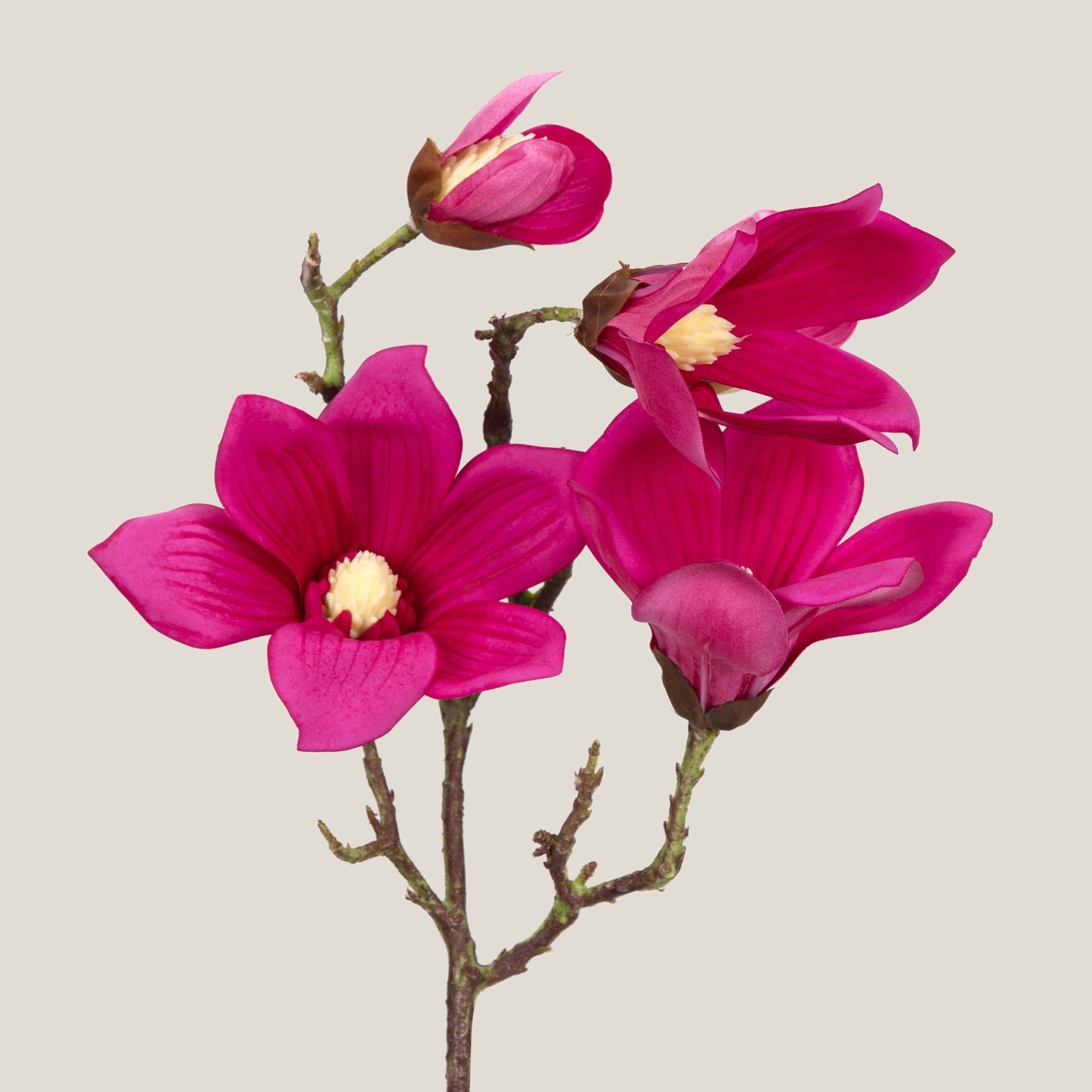 Magenta Magnolia Flower